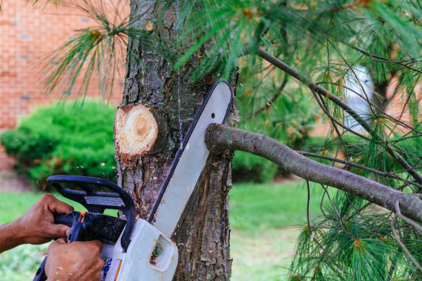 Tree Branch Trimming in Copperton, UT